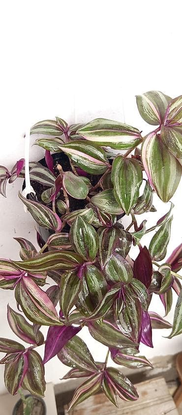 bal: Asma saksıda Tradescantia zebrina Benovseyi qolaqli sarmasiq uzanır — 3