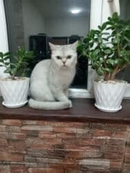 Gəmiricilər: Şinşilla, Dişi — 5