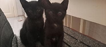 Котята в добрые руки к лотку приучены кушают самостоятельно — 2