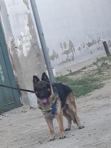 coban it: Alman çoban iti, Peyvəndli — 4