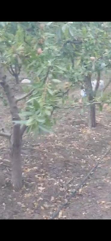 quru çay: Məhsul: Badam bağından təzə yığılmış badam (qabıqlı) Təsvir: - — 2