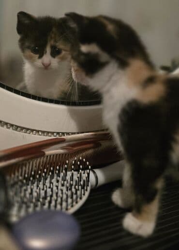 pişik biti: Dişi, Yaxşı əllərə — 2