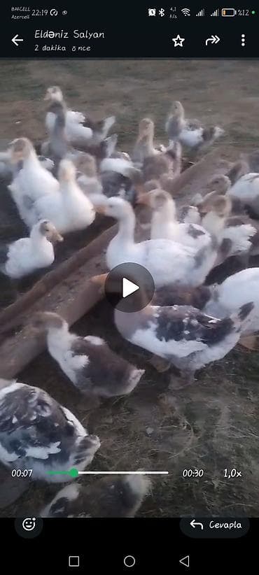 2 ayliq yerli qaz balalari satilir və ya yumurtaya toyuqlar barter