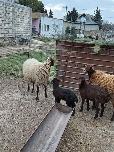 Qazlar: Salam 2 dene Ana baladi. Qirmizi qoyun 1 ci qarnidi disi balaynan .Ag — 7