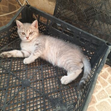 шотландская вислоухая серая: Gözəl boz rəngli balaca pişik skotiş strayt balası 2 aylıqdır — 4