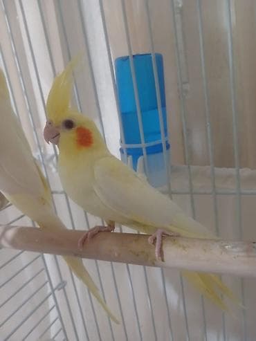 Korella 50 Azn tam sağlam vitaminli