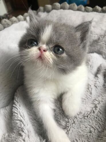 şotlan pişik: Şotland yastı qulaq, Erkək, Dişi, Yaxşı əllərə, Ünvandan götürmə, Pulsuz çatdırılma, Ödənişli çatdırılma — 106