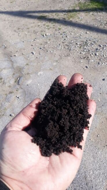 ağ balıq qiyməti: Torf Balakən Topdan qiymət 1.5 qəpik — 2