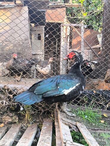 Pişiklər: Heyvanlar damazliq saglam heyvanlardi kecen ilki heyvanlardi 4.5 4 — 1