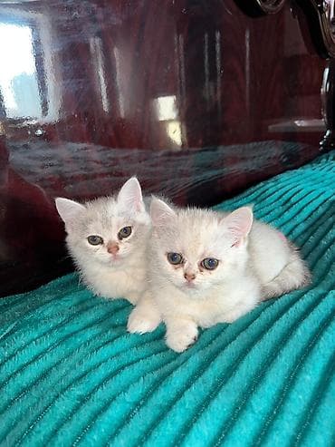 İtlər: Britan — 2