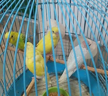 it balasi per page 99: 5 eded tutuqusu satilir 5_in birlikde qiymeti — 2