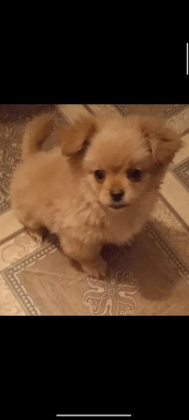 Şpitz, 1 ay, Erkek, Ünvandan götürmə