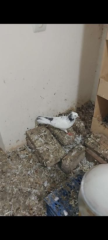 gence quşlar: Əbrəş boyun fason kəkilli erkəkdi . Tam sağlam qızğın erkəkdi cavan — 4