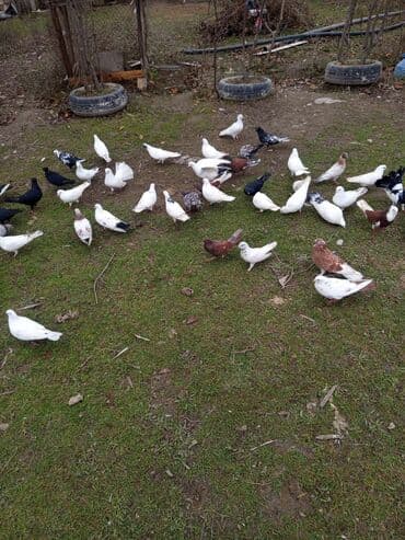 Gəmiricilər: Məhsul: Ev göyərçinləri – müxtəlif rəng və naxışlarda Təsvir: - — 7