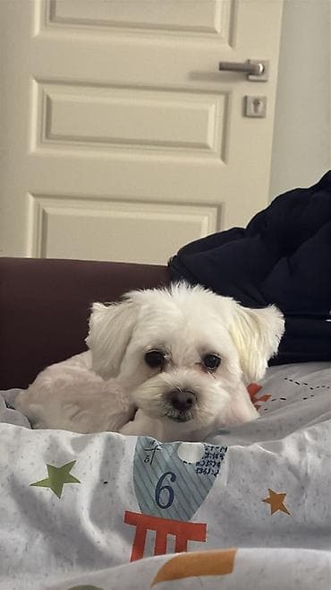 Malta bolonka lalafo.az -da Malta bolonka