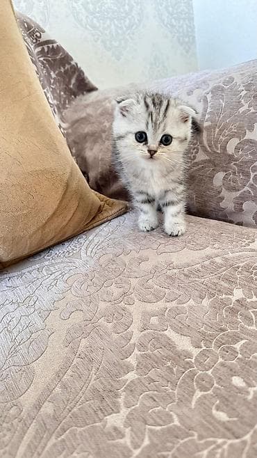 heyvanlarin sekilleri: Şotland yastı qulaq — 4