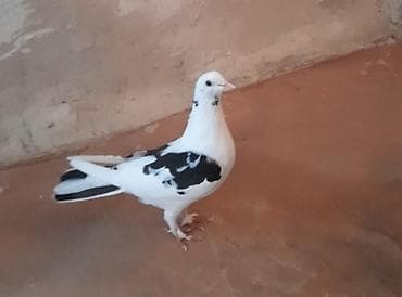 goyercin satisi 2019: Tutulma maya — 3