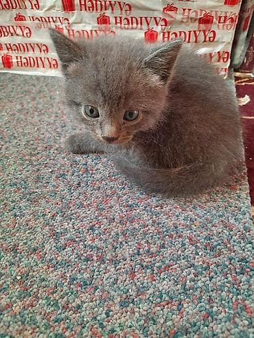 купить шотландского котенка: Шотландская, В добрые руки, Бесплатная доставка — 3