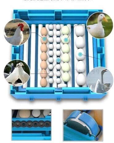 kend yumurtası: Elani di̇qqətlə oxu,sonra zəng et.! Satılan latokdur,inkubator deyil.! — 3