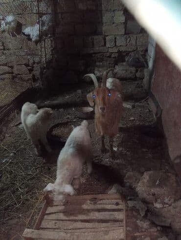 cins xoruz harda banlayar: Satılır: keçilər Təsvir:Burda gördüyünüz şekil iki ay bunnan qabaq — 1