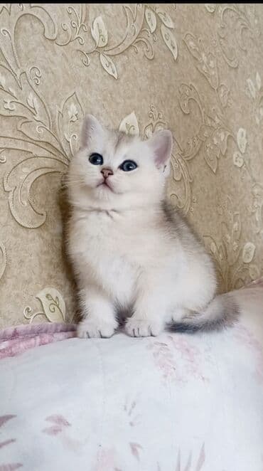 Птицы: Британская, Самка, В добрые руки, Самовывоз — 5