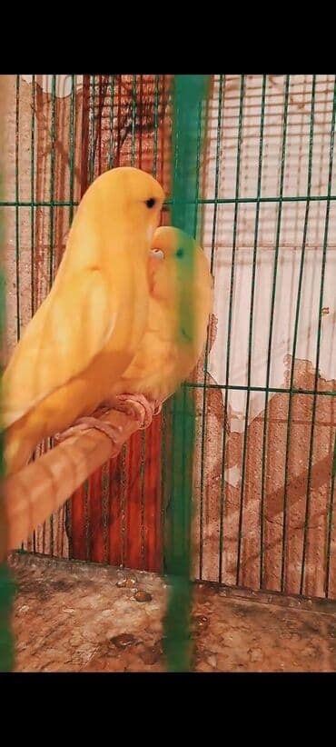 Собаки: Cavan çex cüt 3-4 — 2