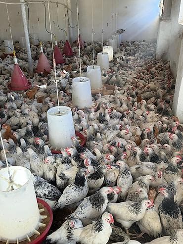 Satış: əti-yumurta yönümlü kənd toyuqları (qarışıq rənglər: ağ-qara — 10