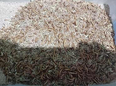 lelekli heyvanlar: Un Qurdu canlı yem və böcəkləri qış mövsümündə heyvanlar və quşlar — 2