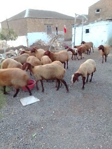 ucuz colpalar: 27 baş kom heyvan satılır istəyən olsa yazsın videosunu atım baxın — 8