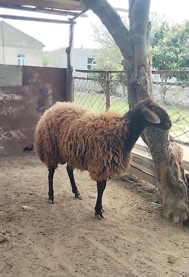 qoca qoyun: Erkək, il: 1, Damazlıq — 2