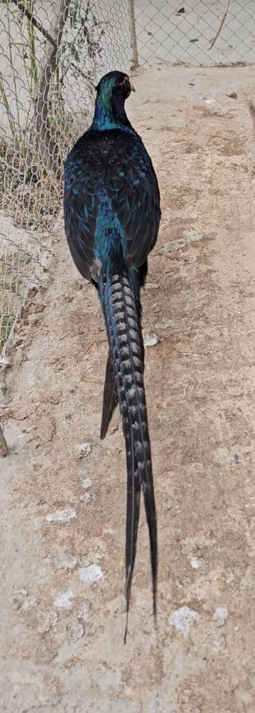 heşterxan quşu: Zümrid girgovul tək ərkəy satilir bir ayaginda barmagi əyridi ona görə — 2