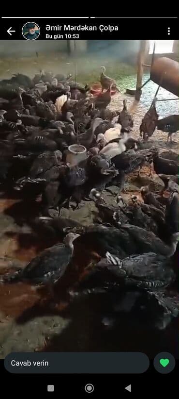 Qazlar: Mərdəkan Hinduska 27 m 2 kq kimi çəki Amerikan bronz yeni ilə kimi — 1