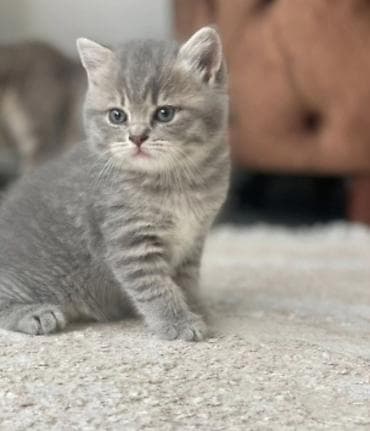 salon üçün mebel: Temiz şotlant Pişiyleri qum tərbiyyəsi var peyvənd olunub qurd dərmanı — 3