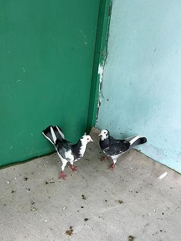 goyercin novleri: Cütlük uçan göyərçinlər - Növ: ev göyərçini, uçuş və istiqamət hissi — 2