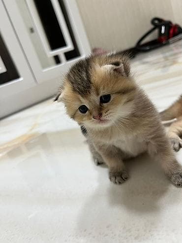 pişiy: Britan yastı qulaq — 3