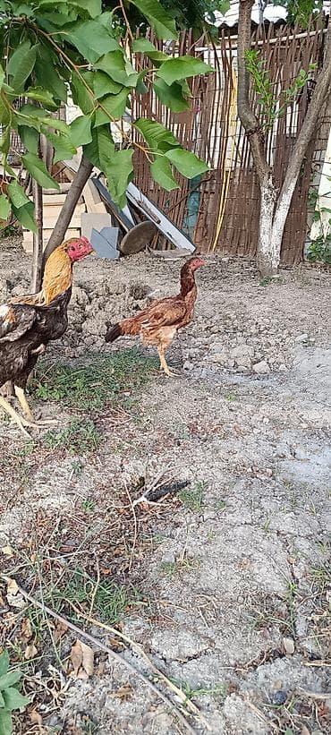 heyratılar: 10 ayliq heyrati fere satilir ciddi alicilar elaqə saxlasin — 3