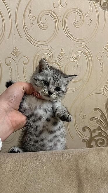 Tabbi, Yaxşı əllərə