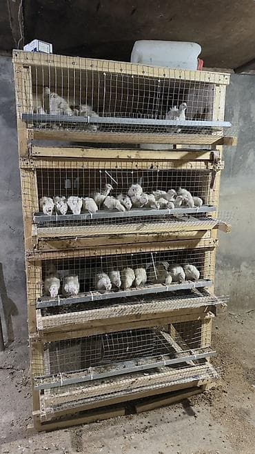 heyvanlar: Məhsul: Bildirçin üçün çoxmərtəbəli qəfəs sistemi - Karkas: taxta — 5