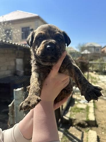 Salam tecili satilir 3 eded qaldı Əsas məsələ bu itdəri bilən bilirki