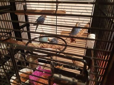 pulsuz heyvanlar verilir: Denesi 10 AZN
sağlam tutuquşudular 
barterde olar başqa reng ilə — 1