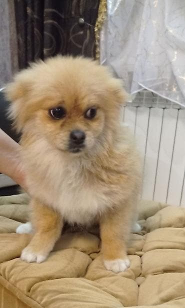 doberman itleri: Şpitz, 4 ay — 3