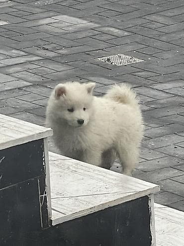 rus it adları: Samoyed — 2