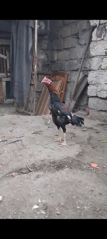 Heyratı beçə satılır cins heyvandı hələ tam ayılmayıb heyvanan başı — 2