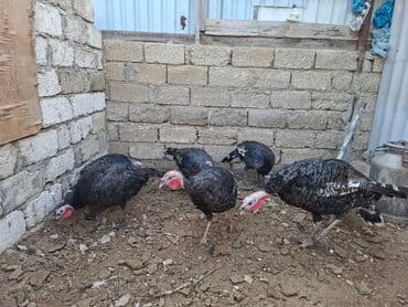 saanen kecisi qiymeti: Satış üçün hinduşka sürüsü - Növ: Qara rəngli, naxışlı lələklərə — 5