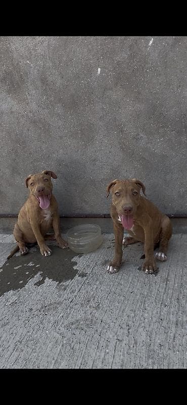 itlərin təlimi: Pitbul, 3 ay, Dişi, Peyvəndli, Ünvandan götürmə — 1
