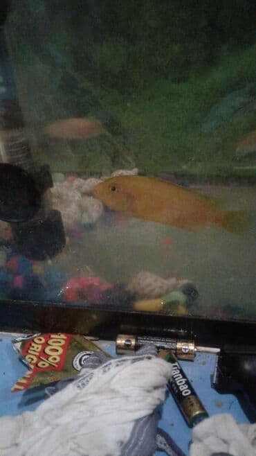 аквариумные рыбы купить: Цихлид — 1