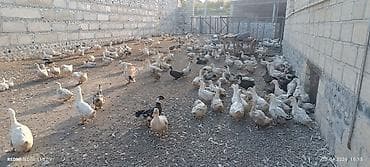 etlik cuceler: Ördek sürüsü – kənd təsərrüfatı üçün - Növlər: ağırlıqlı olaraq ağ və — 1