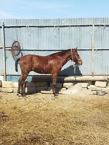 satıq at: Erkək, il: 2 — 2