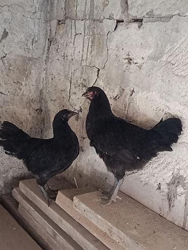 cins at: Toyuq, Damazlıq, Ünvandan götürmə — 4