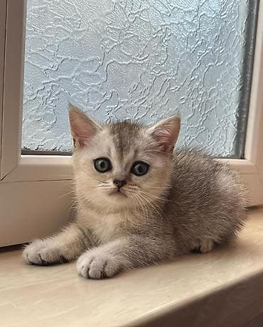 mimi: Şotland yastı qulaq — 9